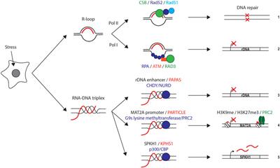 Role of Nuclear Non-Canonical Nucleic Acid Structures in Organismal Development and Adaptation to Stress Conditions